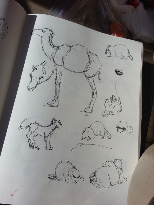 sheepofthewildwest: Sketches from Animal Drawing Day at my school! There was a camel and a raccoon I