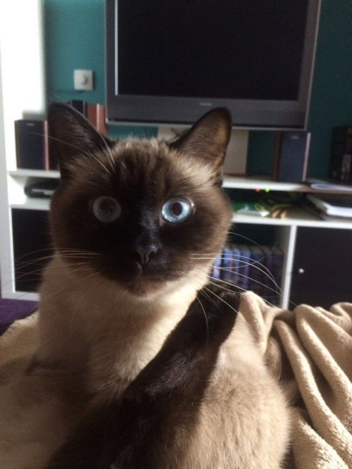 lettyannraines: my best friend’s cat is such an adorable idiot