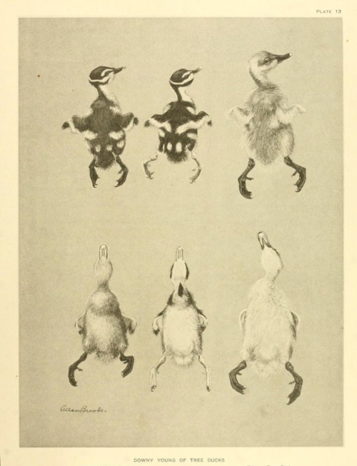 nemfrog: Plate 13. Downy young of tree ducks. A natural history of the ducks. 1922.