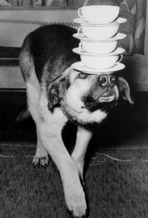 weirdvintage:  A German Shepherd balances a set of cups and saucers on his head, 1954 (Scanned by WeirdVintage from Getty Images’ Decades of the 20th Century: 1950s by Nick Yapp) 