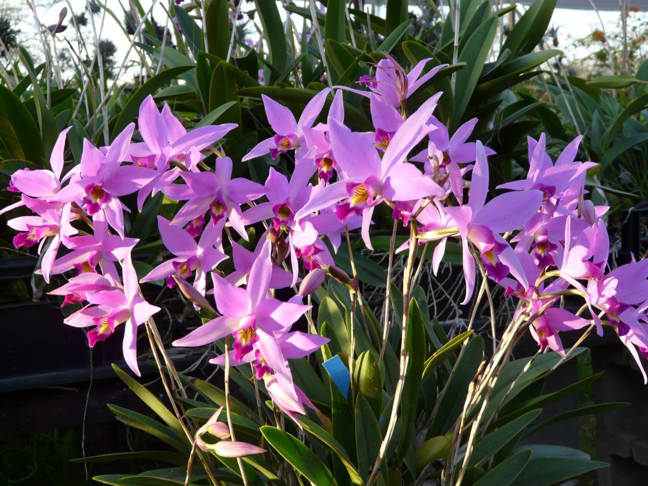 Laelia anceps.
Orchidaceae: Laeliinae.
By Richard King. [x]