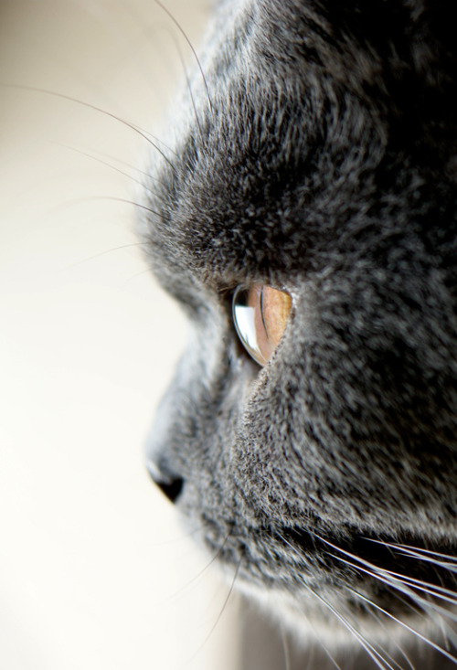 Sky(via Catmandu)
