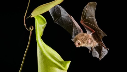 currentsinbiology:Carnivorous plant’s sound echoes draw bats inThere is a plant in Borneo that liter