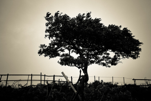 optostroke:  072 on Flickr. 