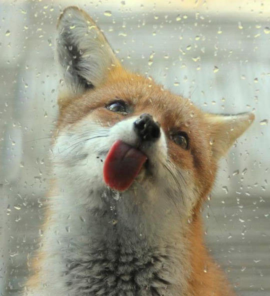 advice-animal:  Firefox Have Ran Into A Problem With Windowshttp://advice-animal.tumblr.com/