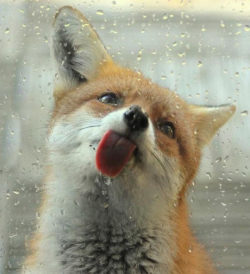 advice-animal:  Firefox Have Ran Into A Problem