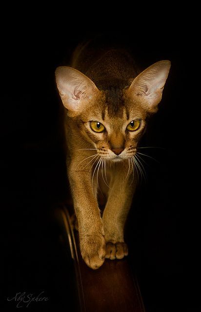 theantidote:Night Hunter (by Oleg Alexeev)abyssinian cat