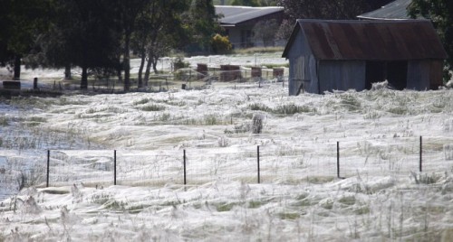 This town in Australia is covered with spiderwebs…