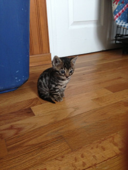 awwww-cute:  This kitten has seen some serious