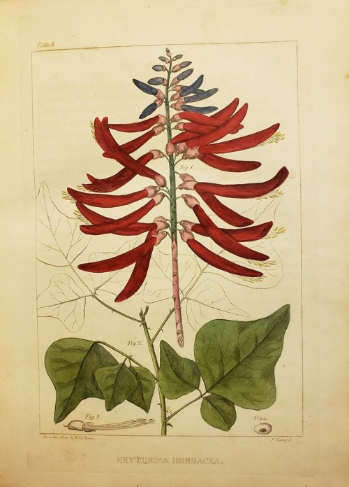 Erythrina herbaceaFrom: Barton, William P. C. (William Paul Crillon), 1786-1856. A flora of North Am