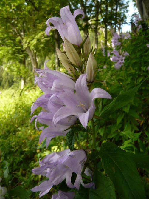 morigrrl:  Campanula latifolia - bellflower 