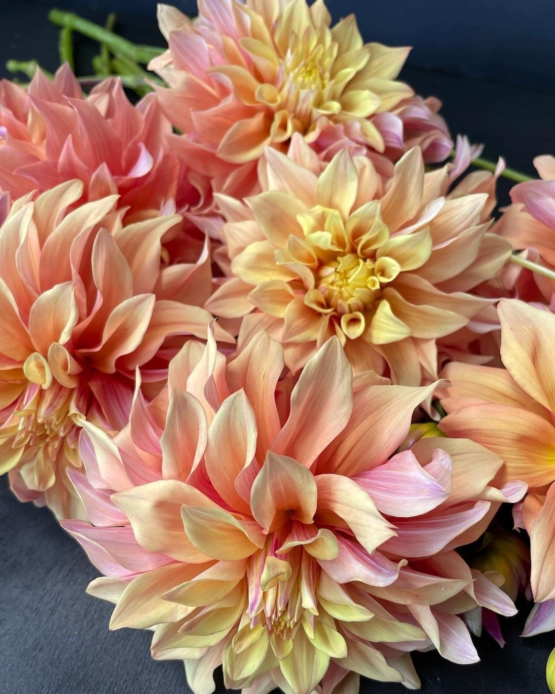 fleur-aesthetic:instagram | goldenrodgardens 