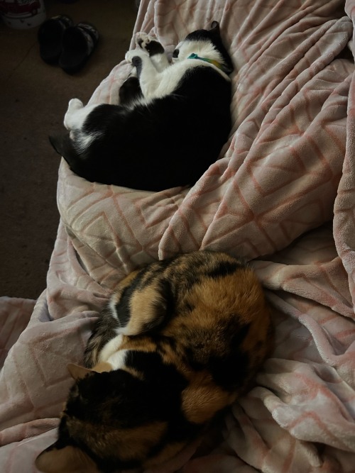 Todays My Brothers Birthday, So I Shall Be Posting His Cats Buttercup & Sylvester