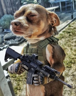 paradynamic: bertmacklin-atf:  Within 10 hours this dog has become a tactical meme.   Holy shit that sicario poster 