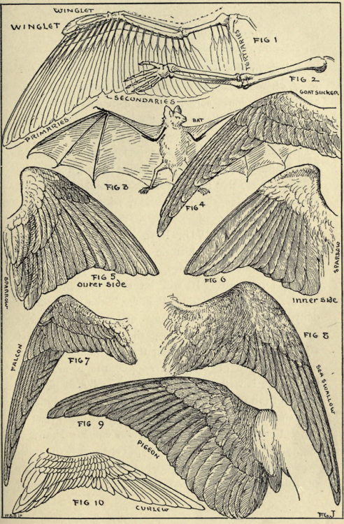 nemfrog:Wings and wing structure. Theory and practice of design. 1894. 