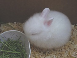 bunnysob:  can you be mine (;__;) 