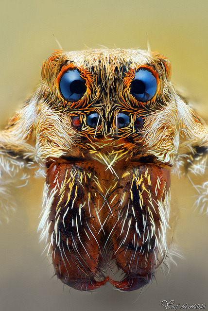 libutron:  Wolf Spider (Lycosidae) | ©Yousef Al-Habshi (Abu Dhabi, United Arab