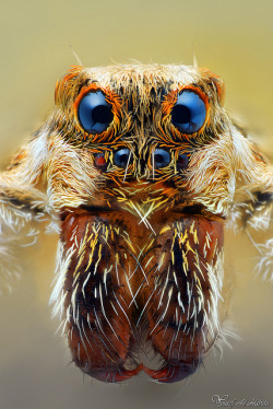 libutron:  Wolf Spider (Lycosidae) | ©Yousef Al-Habshi (Abu Dhabi, United Arab Emirates) 