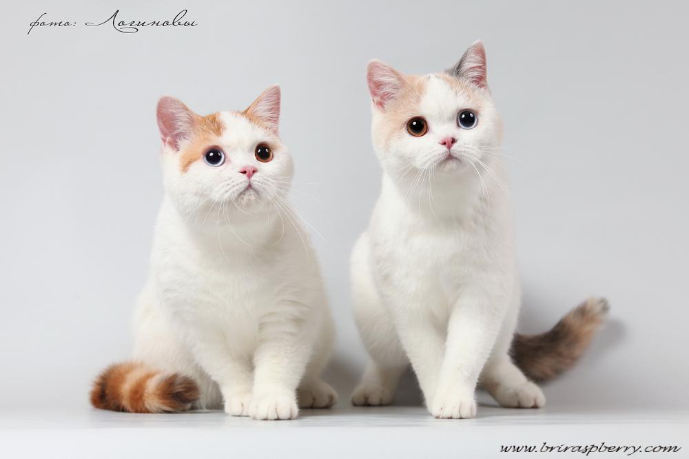 scottishstraight:Two sisters with heterochromic eyes! @mostlycatsmostly they are