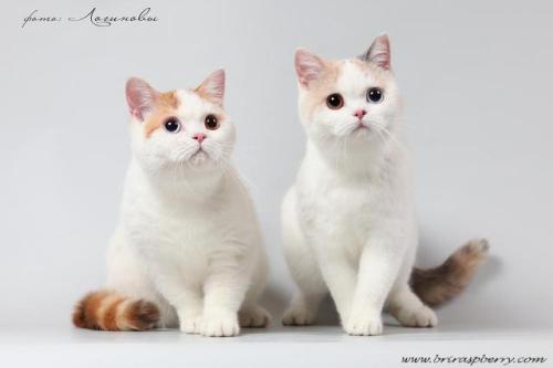 scottishstraight:Two sisters with heterochromic eyes! @mostlycatsmostly they are unbelievable! ©