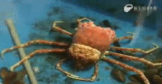 sixpenceee:  GUYS A gif of a monster crab molting out of it’s shell. I have been