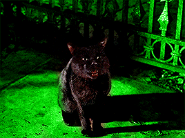 william-byers:“Now, there are those who say that on Halloween night, a black cat still guards the old Sanderson house, warning off any who might make the witches come back to life.” HOCUS POCUS (1993) dir. Kenny Ortega