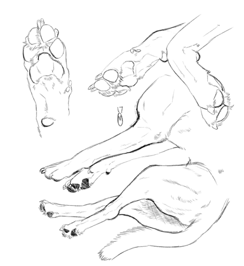 forestbeasty:Studies