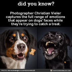 cadmiumcrows:  did-you-kno:  Photographer Christian Vieler captures the full range of emotions that appear on dogs’ faces while they’re trying to catch a treat.  Source  This is good and pure 