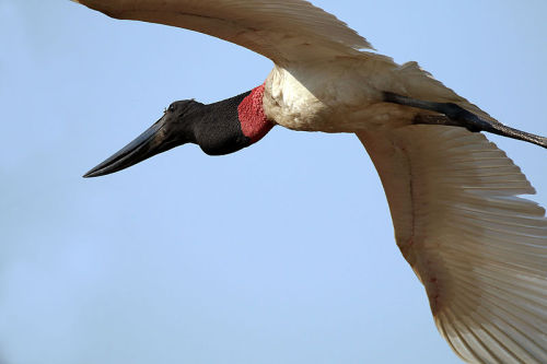 cool-critters:Jabiru (Jabiru mycteria)The jabiru is a large stork found in the Americas from Mexico 