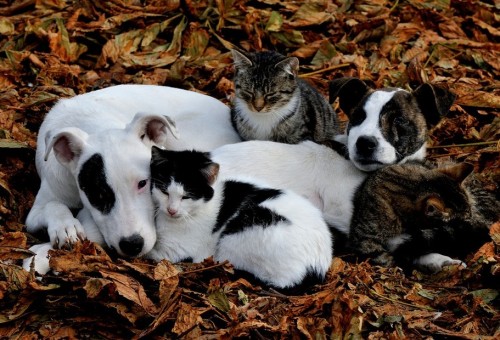 mostlydogsmostly:In Poland, a photographer found a group of cats and dogs hanging out together in th