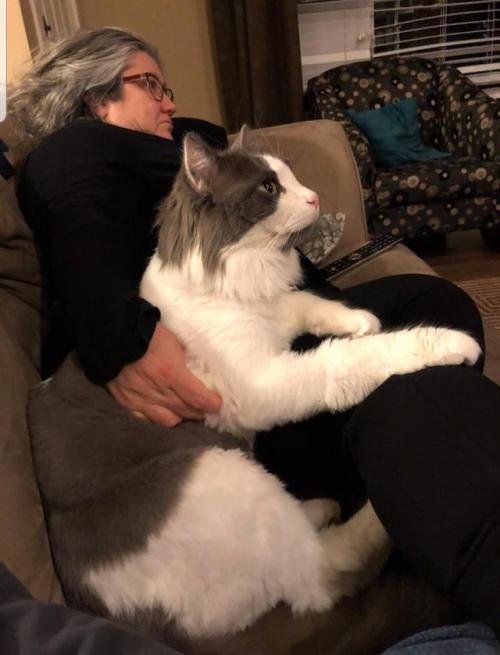 klubbhead:  awwcutepets: My aunts cat is HUGE  That thing better be paying rent 