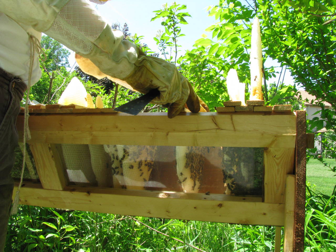 biodiverseed:A Top Bar Honeybee Hive (a.k.a. the “Honey Cow”)I’ve been building