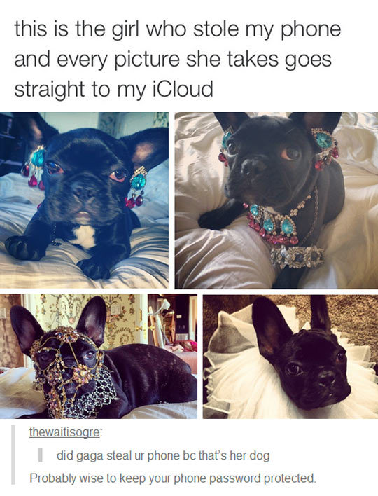 advice-animal:  That Fabulous Thiefhttp://advice-animal.tumblr.com/ 