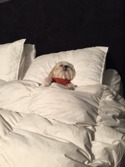 honeyscentedbitch:  me tonight avoiding all of my responsibilities 