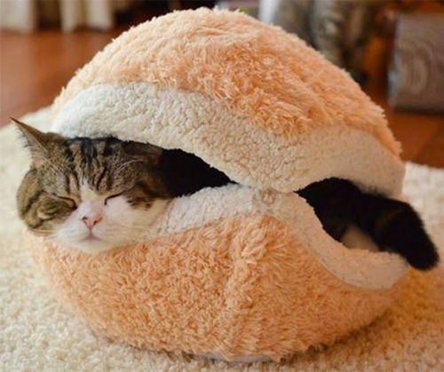 Burguer Cat