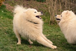 skookumthesamoyed:They’re beauty and they’re grace