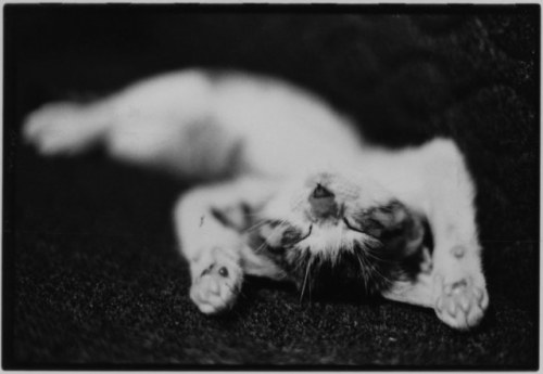 Masahisa Fukase aka 深瀬 昌久 (Japanese, 1934-2012, b. Bifuka, Hokkaido, Japan) - When Masahisa Fukase’s