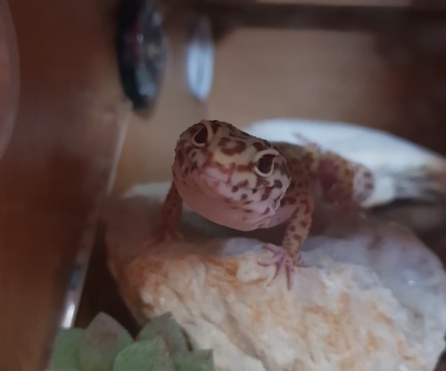 itistimetodisappear:I awoke the dragon