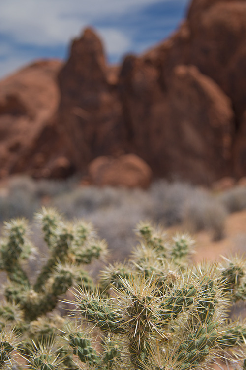 Cholla Cactus in Valley of Fire State Park, Nevada.