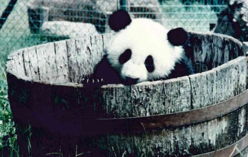 Story of a pandaIn a corner of Madrid’s zoological park a monument was erected in 1997 in memory of 