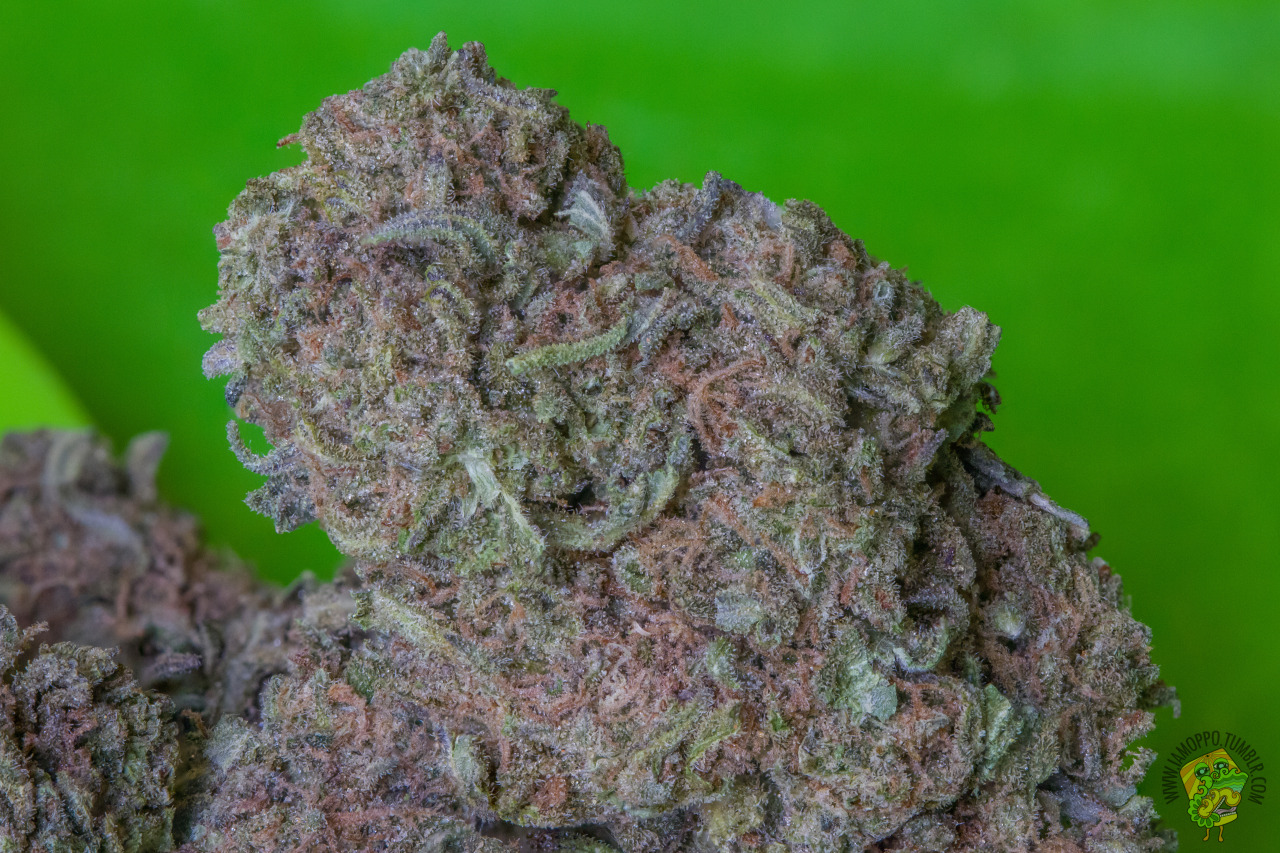 iamoppo:Mr. Nice (G13 x Hash Plant)