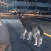 a-hiatus-blog:  wowsla:  My GTAV adventures while playing as a dog  Oh god I need this 