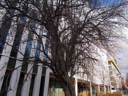 Interesting trees - Wroclaw, Poland.