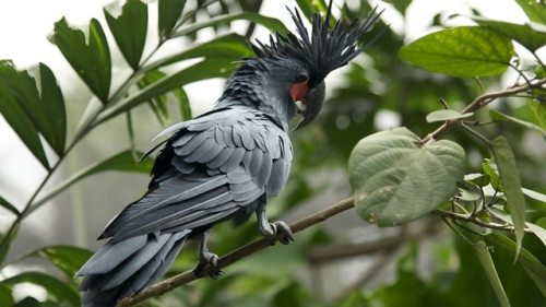 end0skeletal:The palm cockatoo (Probosciger aterrimus), also known as the goliath cockatoo or great 