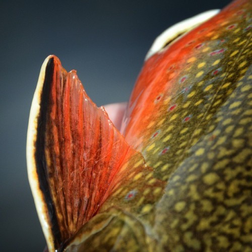 flyfishfood:Jake the Snake brookie pattern video tutorial on the site: www.flyfishfood.com Also, the