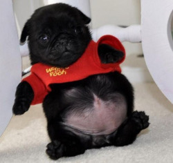 ♡ ♡ ♡ PUGS ♡ ♡ ♡