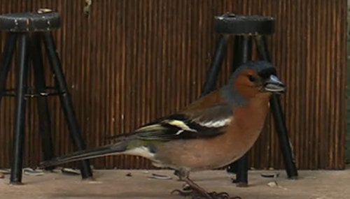 Chaffinch, male (the colorful one with the pink cheeks) and female (the plain one with the little br