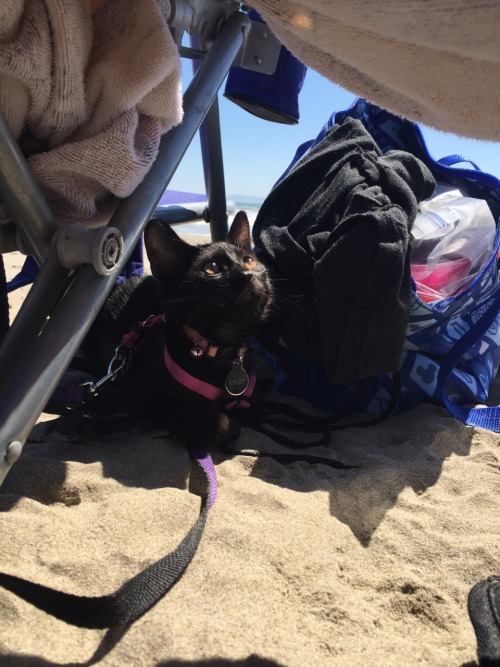 Ripley’s first trip to the beach was a success!!!(submitted by shhmenna)