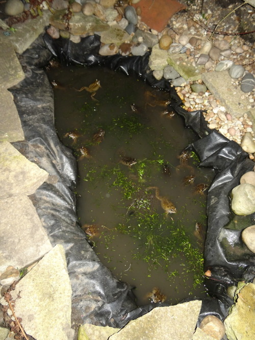 youaremyeverlovin:bunney:eyeanami:Frog holeFrog hole