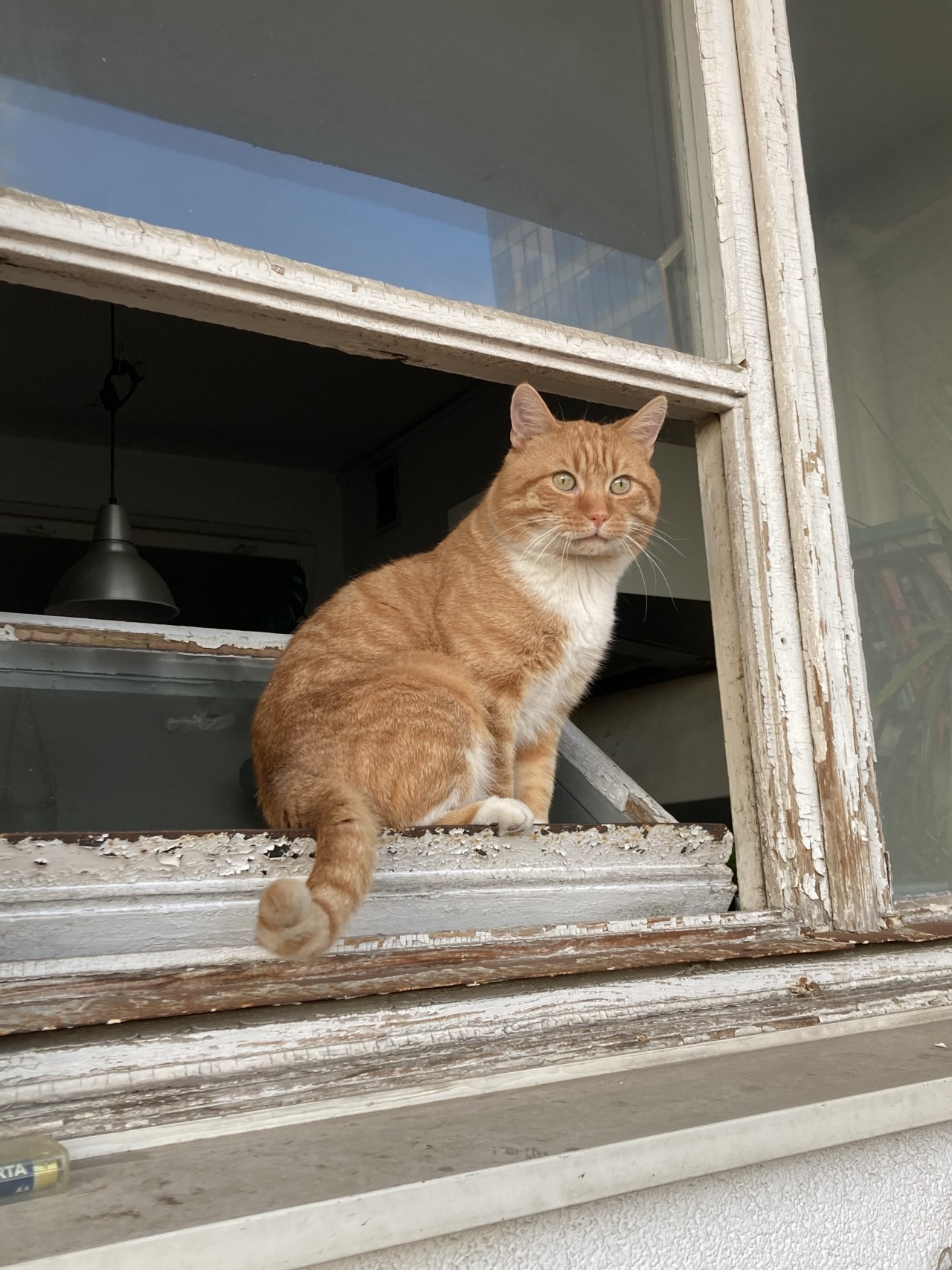 #cat#window#friend#red#ginger#lovely